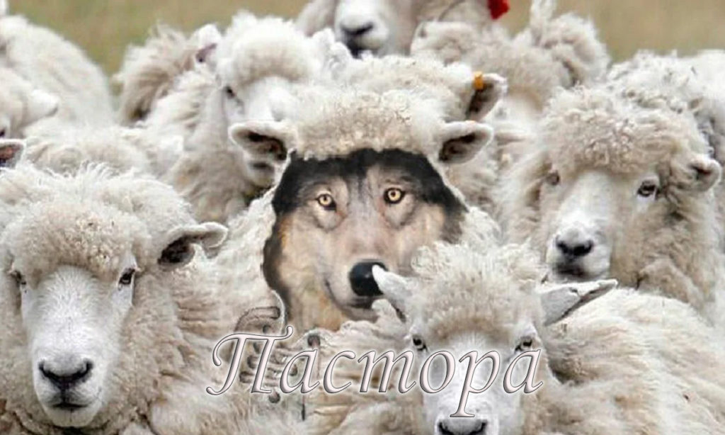 Два ягненка отошли от стада. Волк в овечьей шкуре. Волк в овечьей шкуре среди овец. Волк среди овец. Овца среди Волков.